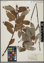 Foto von Salix gracilistyla Miq.